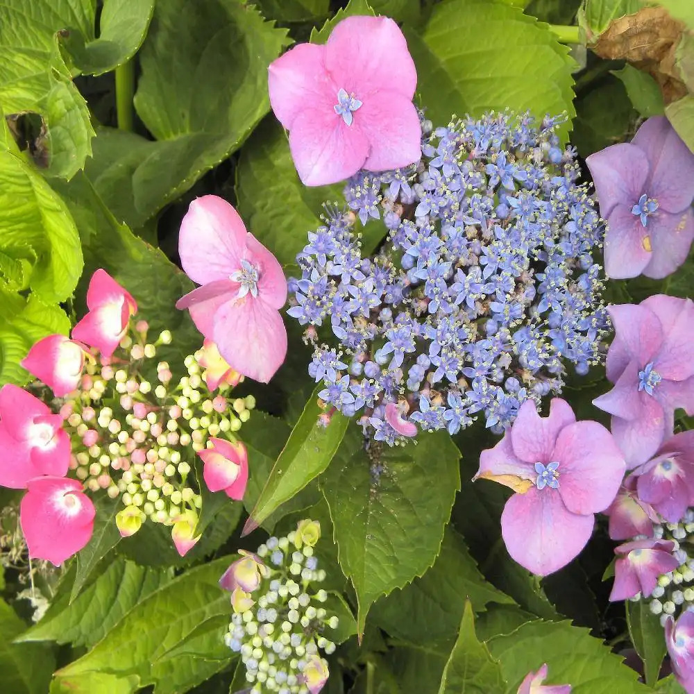 HYDRANGEA macrophylla 'Bergfink'