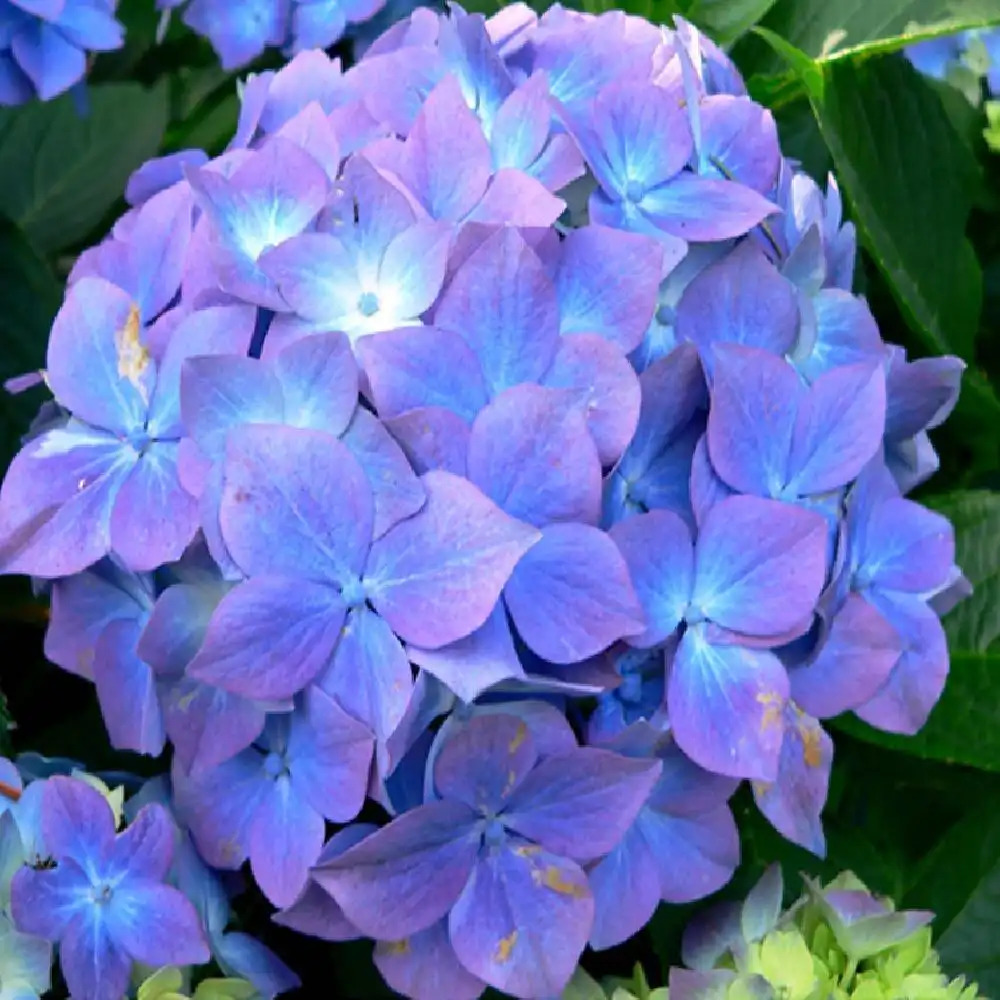 HYDRANGEA macrophylla 'Blauer Prinz'