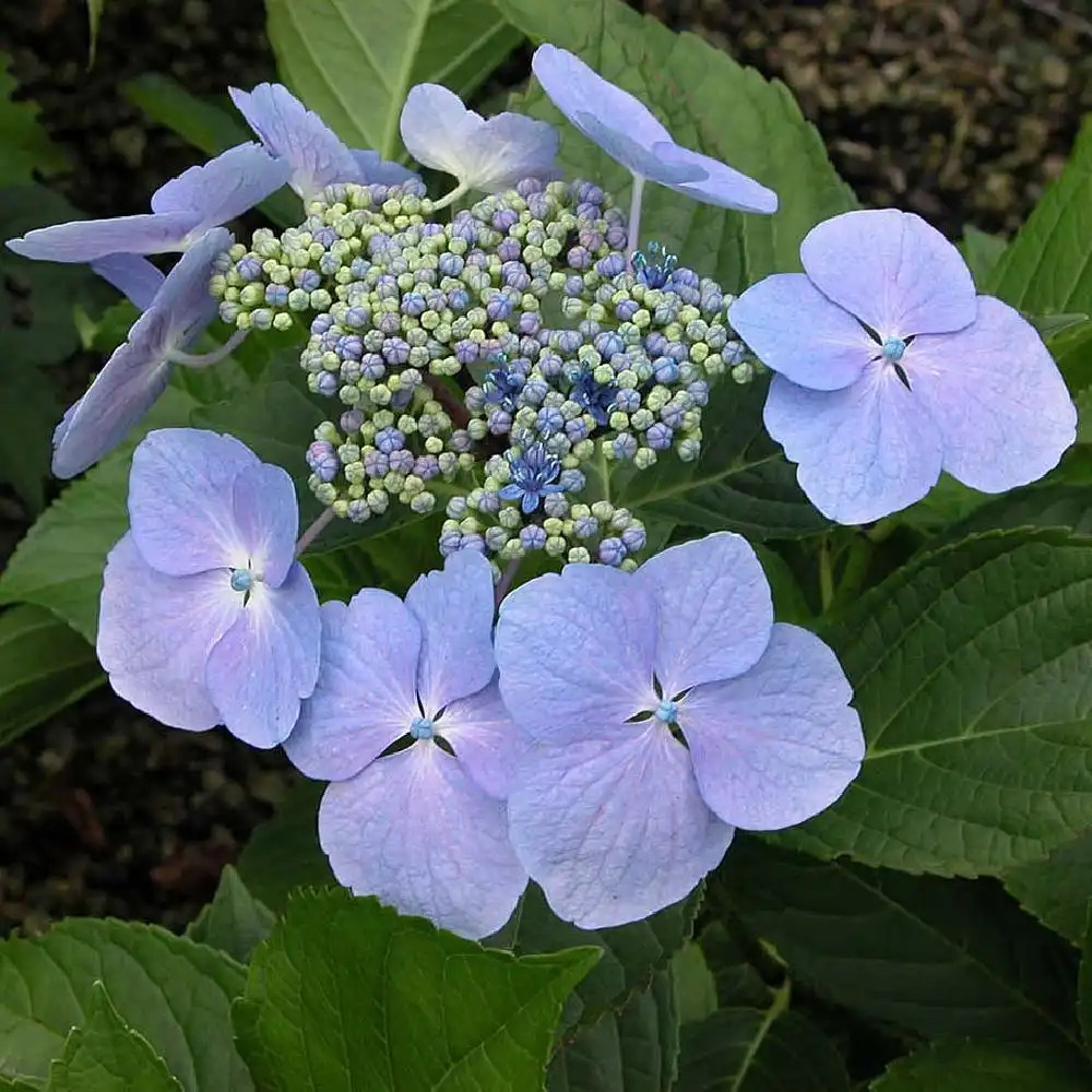 Image of Hydrangea macrophylla blue wave image 2