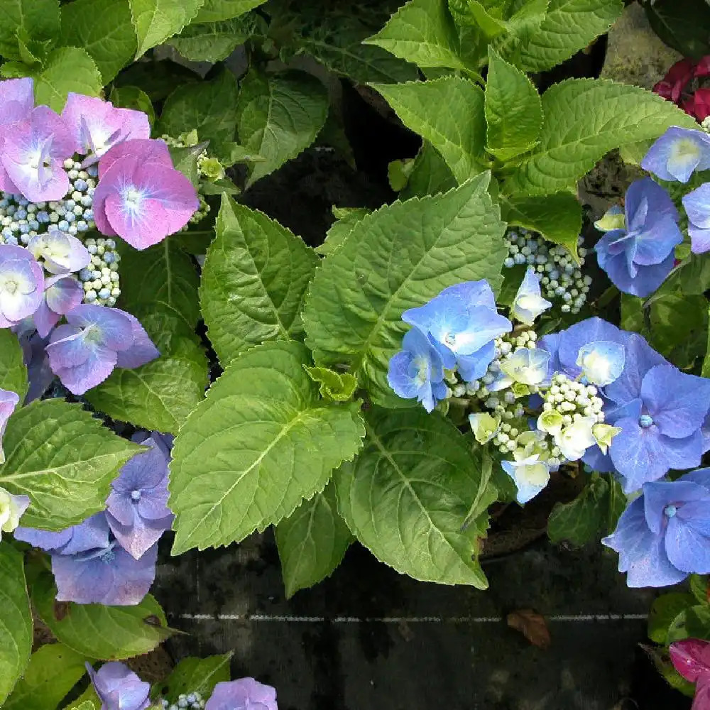 HYDRANGEA macrophylla 'Blaumeise'