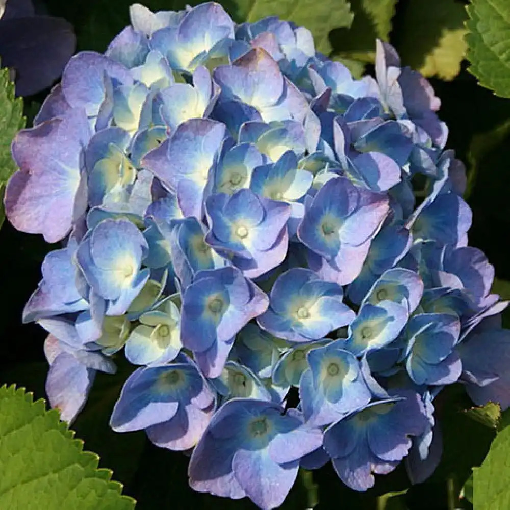 HYDRANGEA macrophylla 'Bodensee'