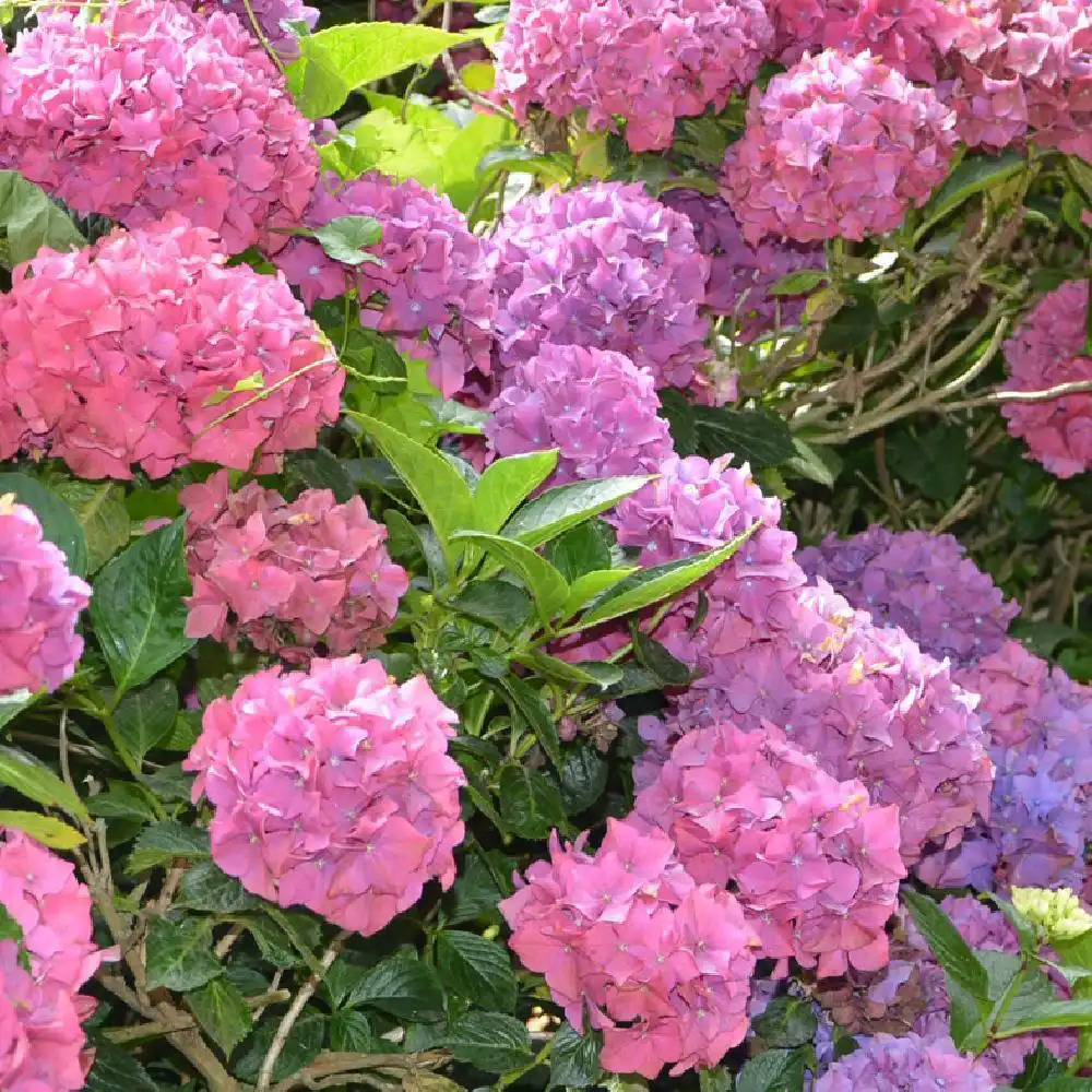 HYDRANGEA macrophylla 'Brügg'