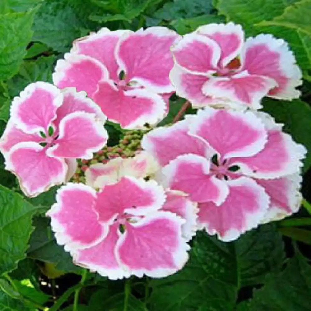 HYDRANGEA macrophylla 'Cahetel'