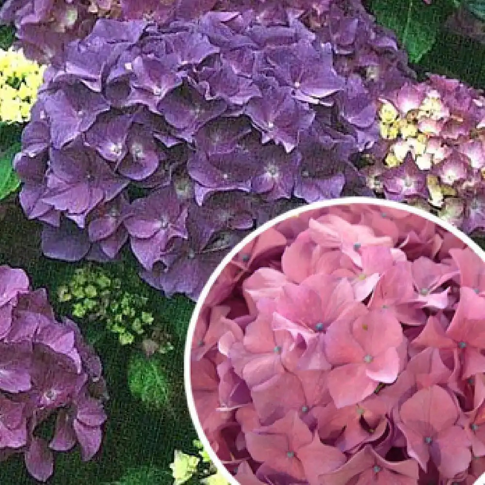 HYDRANGEA macrophylla 'Cendrillon'