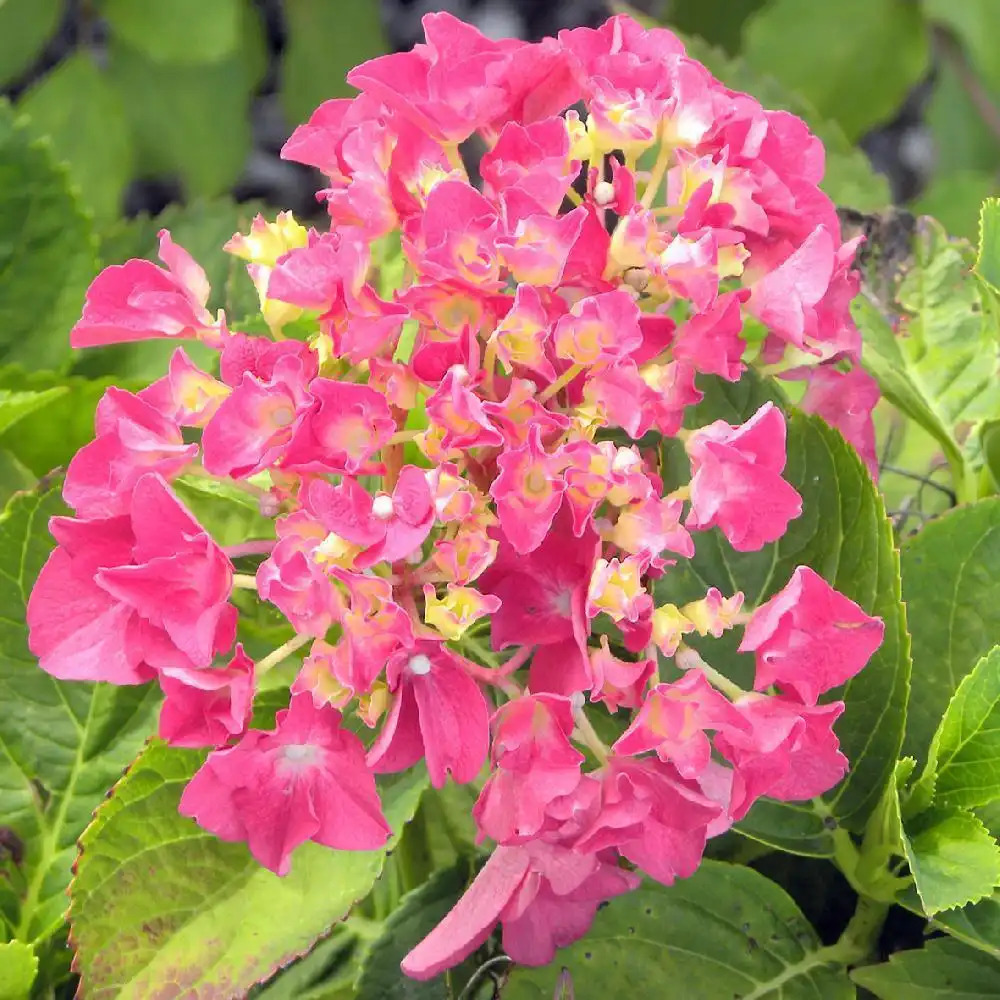 HYDRANGEA macrophylla 'Chaperon Rouge'