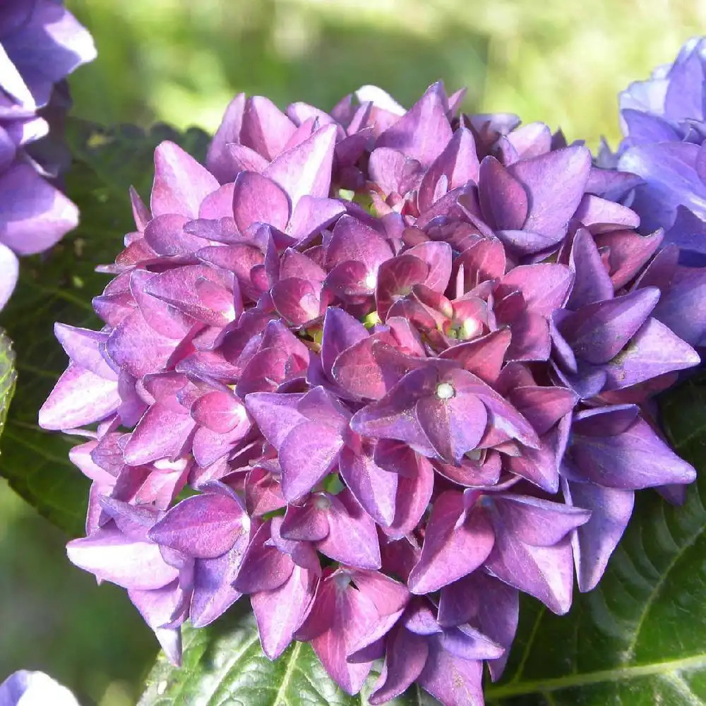 HYDRANGEA macrophylla CÔTE D'AZUR    (= 'Raco')