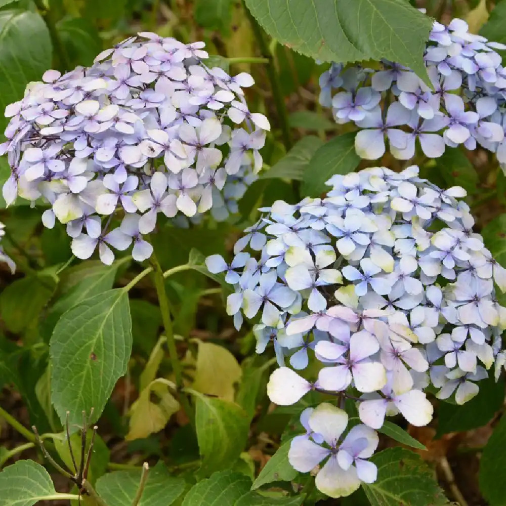 HYDRANGEA macrophylla 'Cousine Louise'