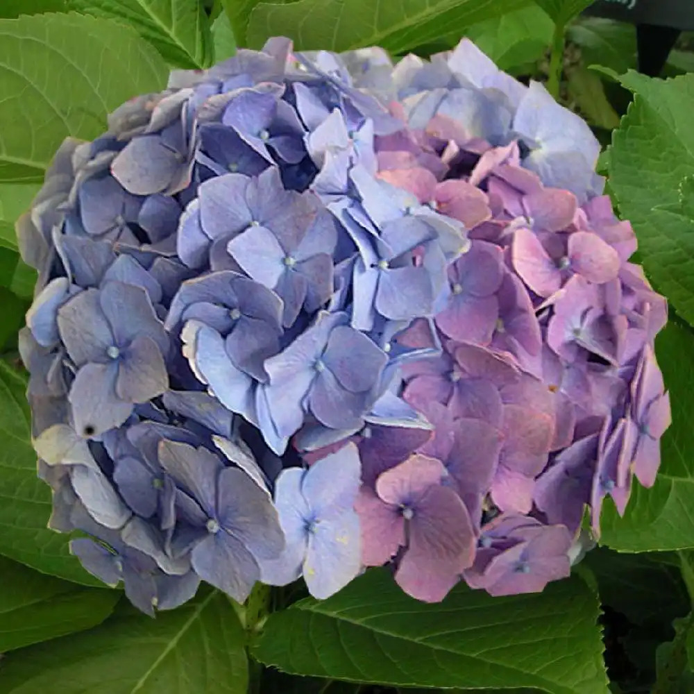 HYDRANGEA macrophylla 'Devon Panaché'