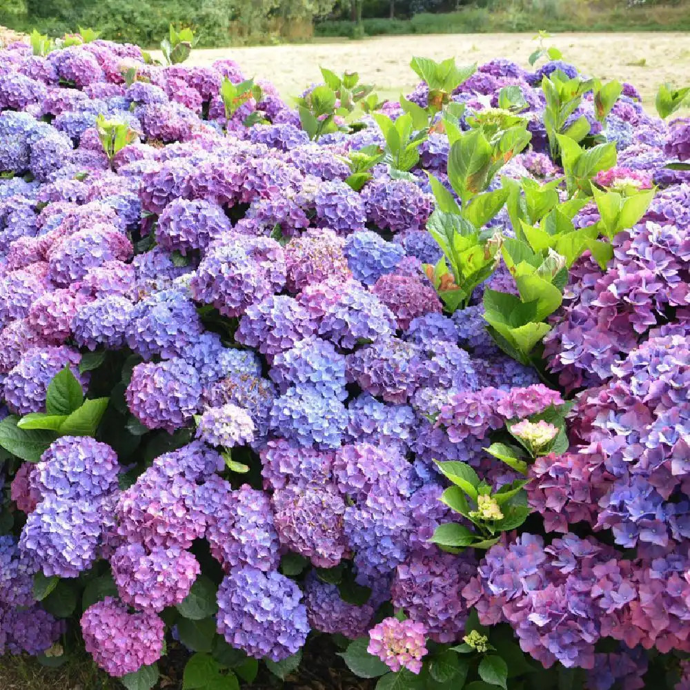 HYDRANGEA macrophylla 'Doris'