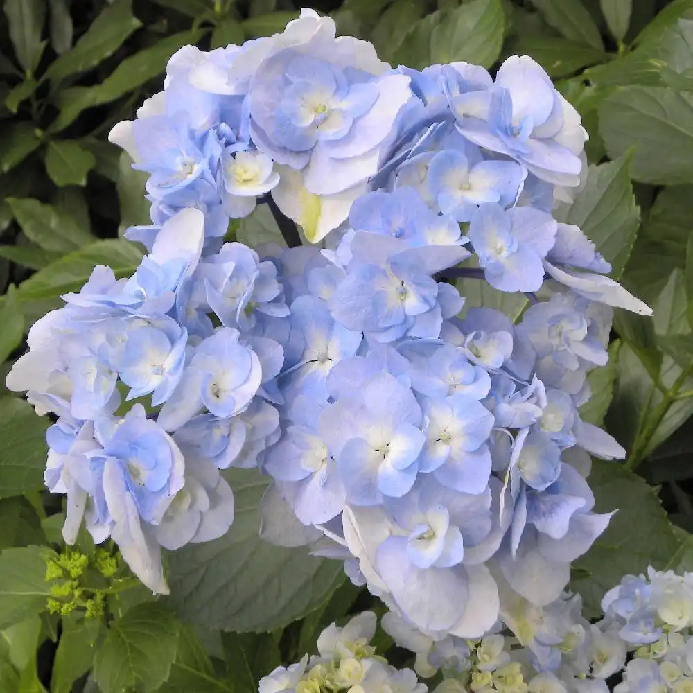 HYDRANGEA macrophylla 'Domotoi'