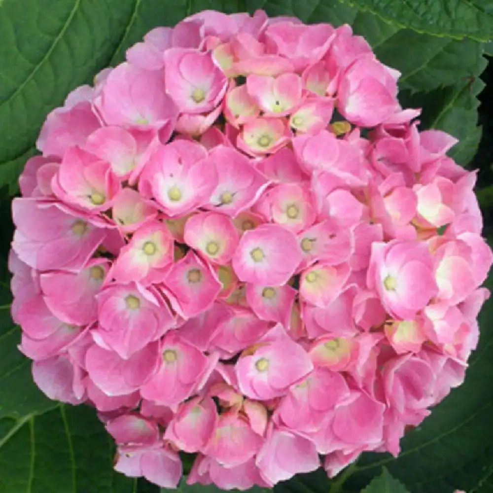 HYDRANGEA macrophylla 'Early Sensation'