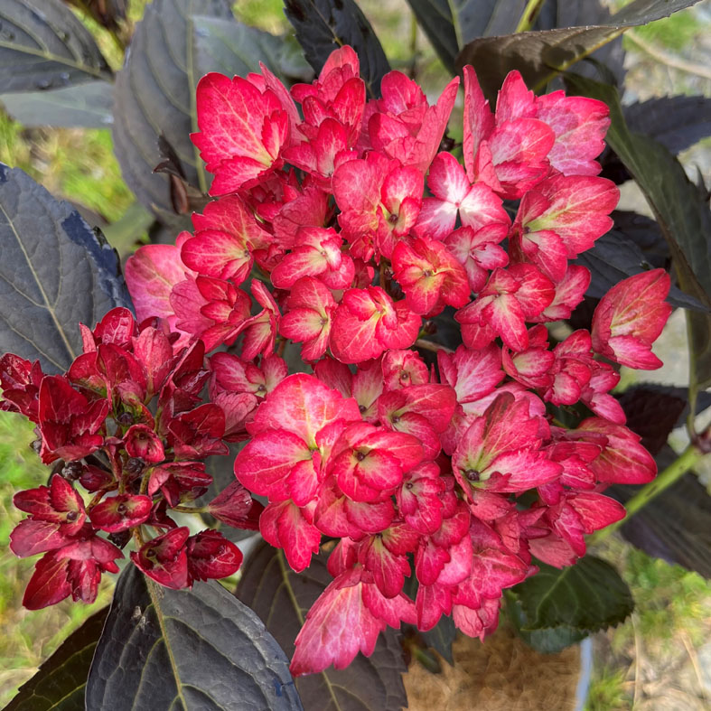 HYDRANGEA macrophylla 'Eclipse'Â®