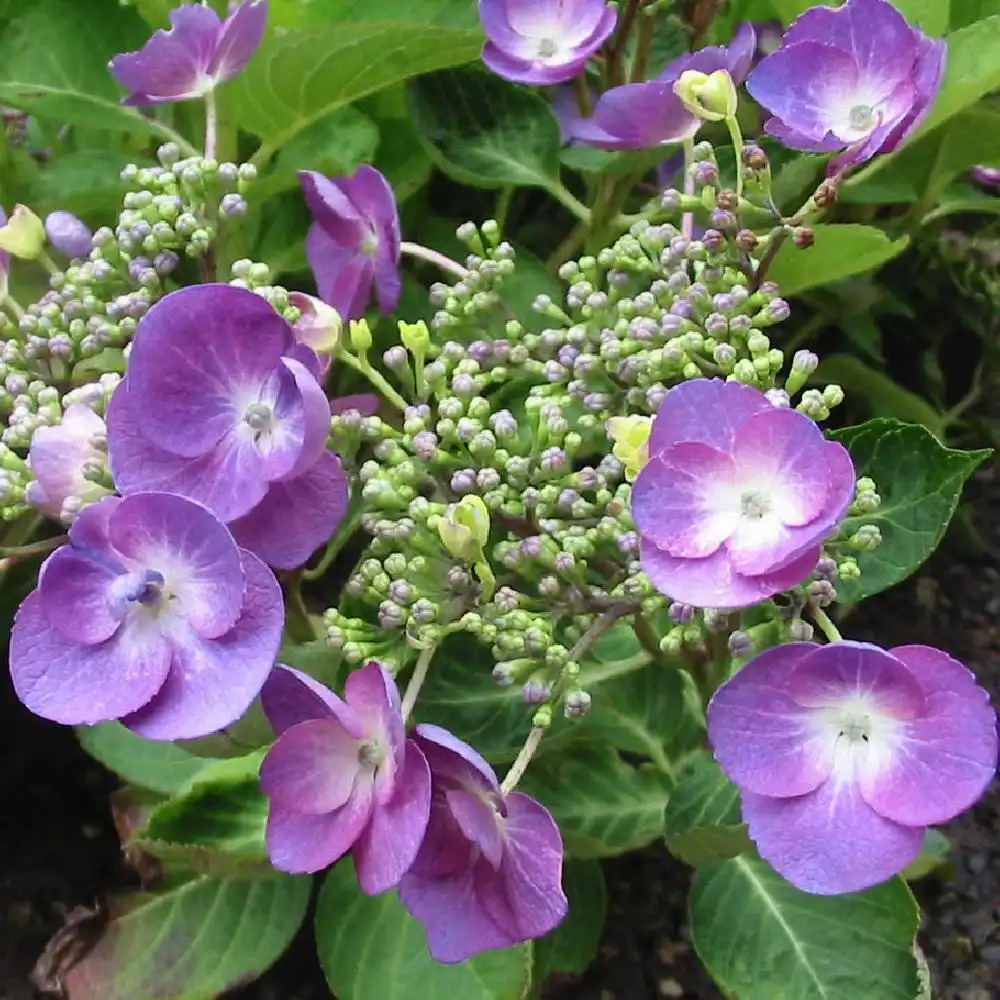 HYDRANGEA macrophylla 'Eisvogel'