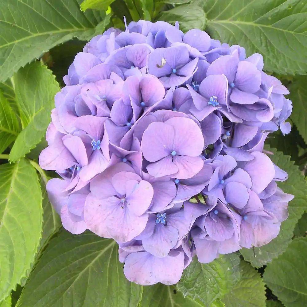 HYDRANGEA macrophylla EMOTION (Youmethree)