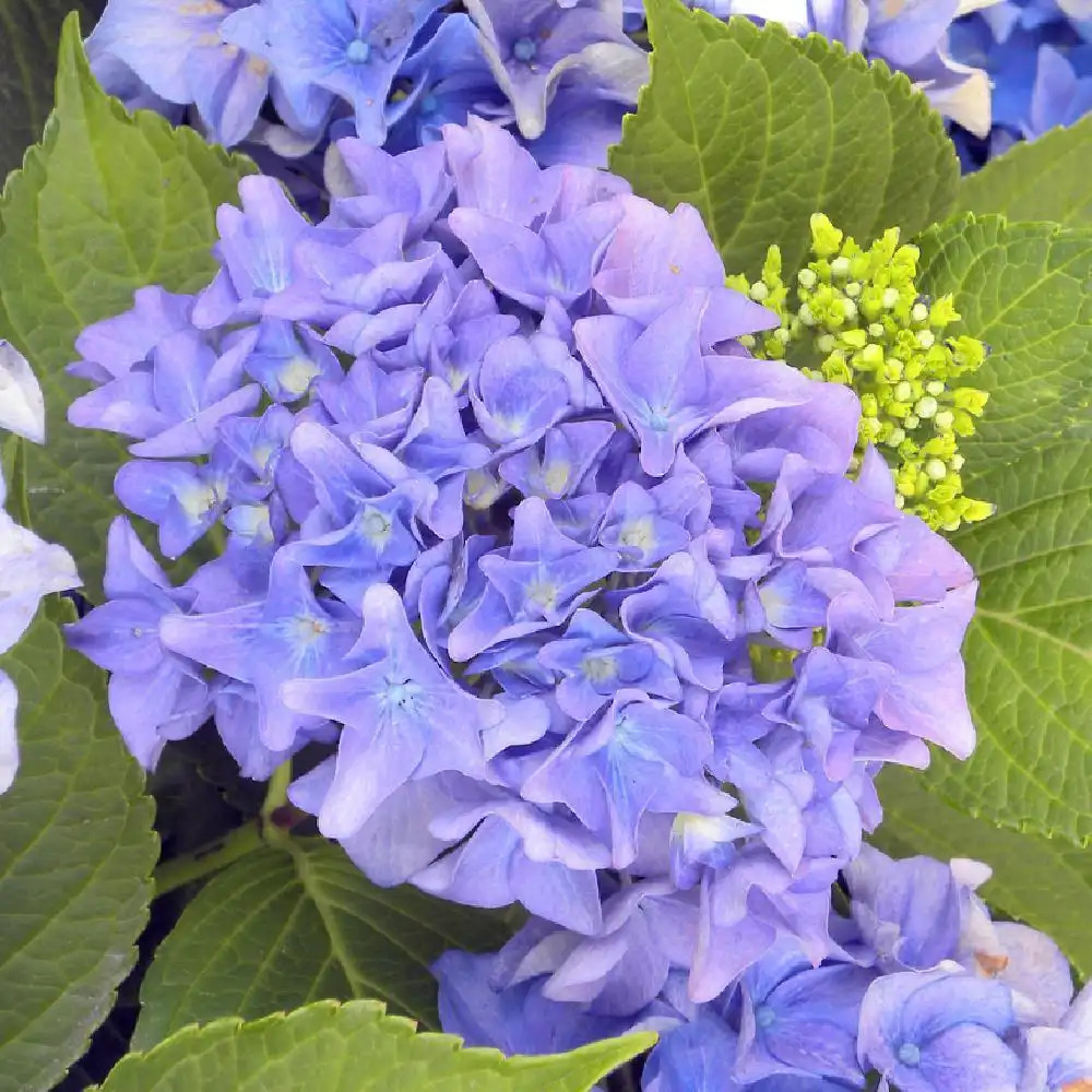 HYDRANGEA macrophylla 'Enziandom'