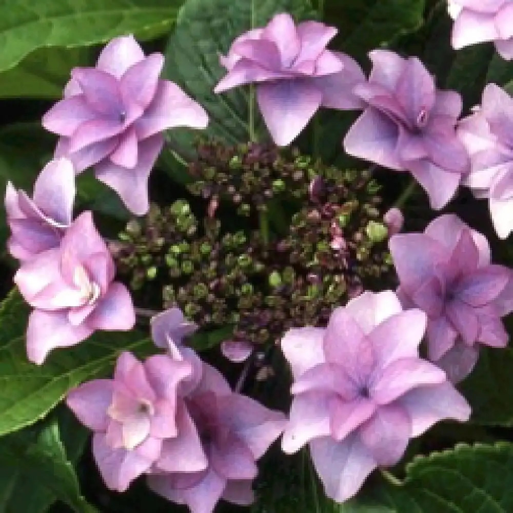 HYDRANGEA macrophylla 'Etoile Violette' - Hortensia - pépinières Lepage  Bretagne Bord de mer