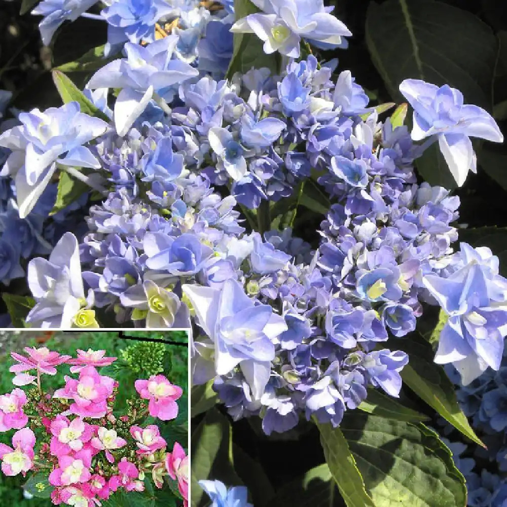 HYDRANGEA macrophylla ETERNITY (Youmetwo)