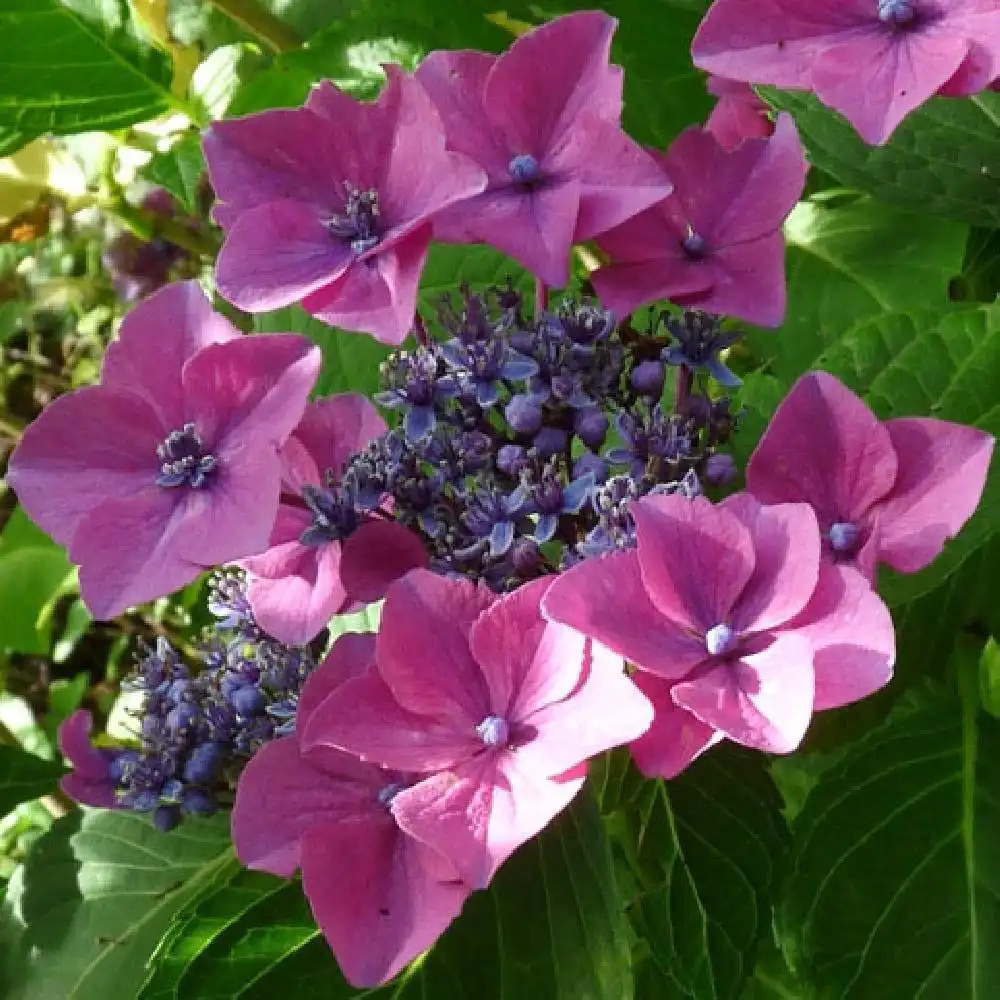 HYDRANGEA macrophylla 'Flamingo'