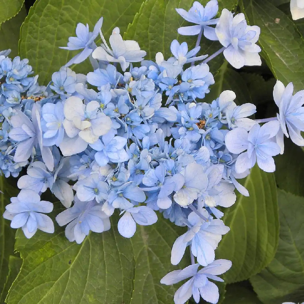 HYDRANGEA macrophylla FOREVER (Youmeone)