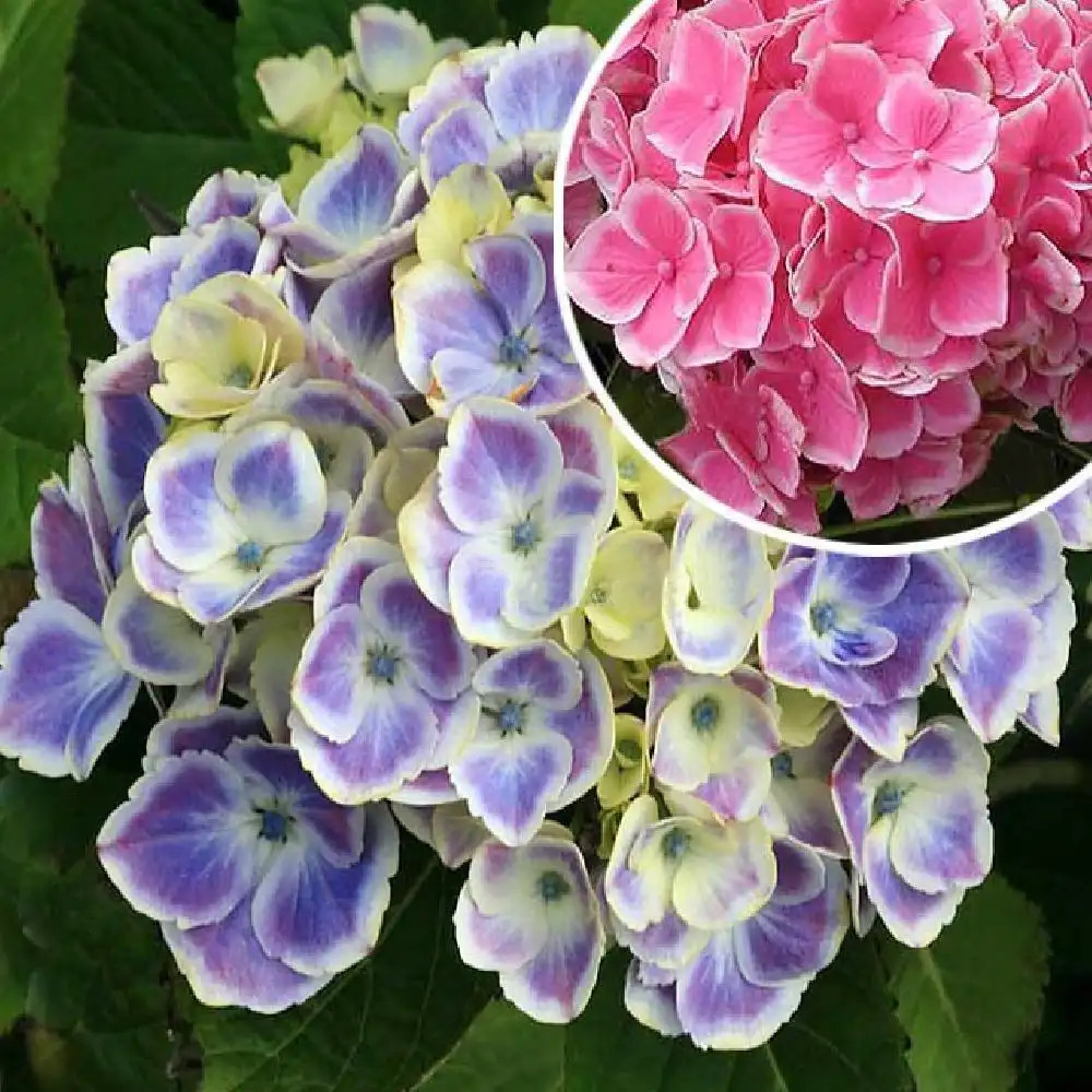 HYDRANGEA macrophylla 'Frau Yoshimi'