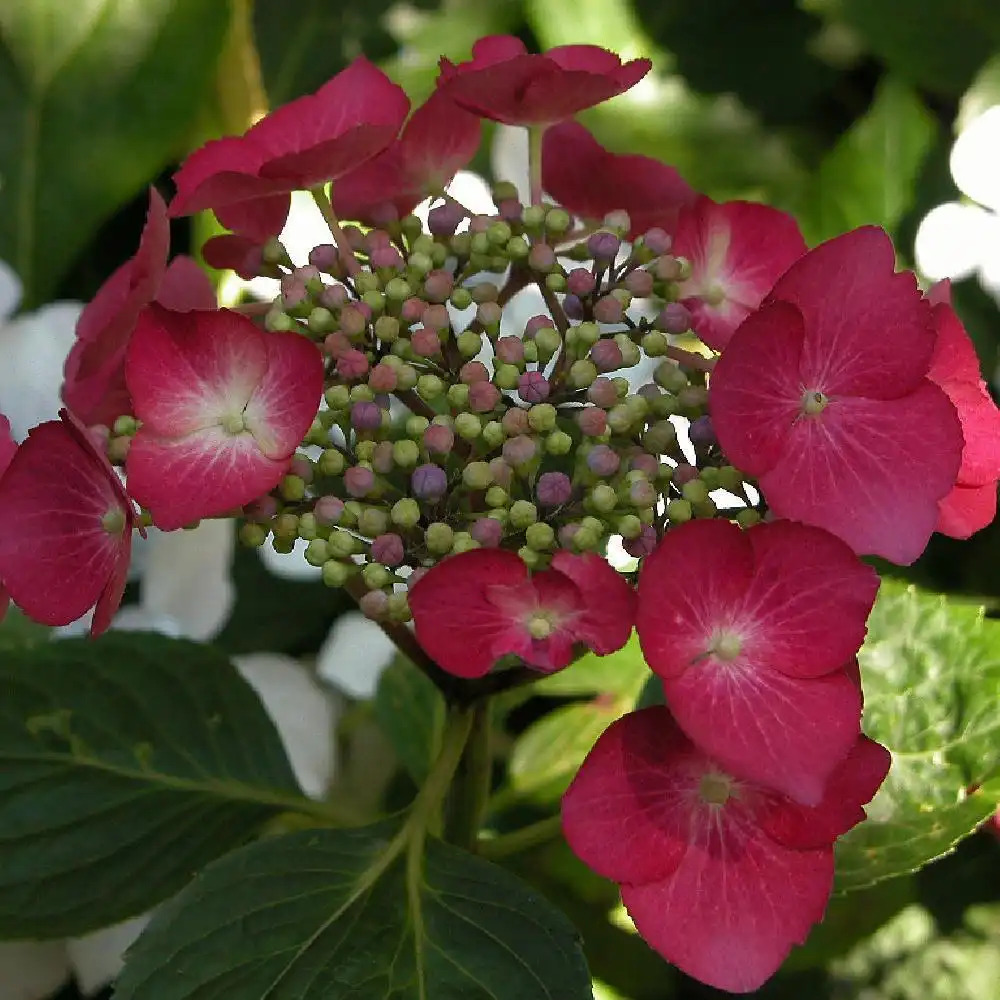 HYDRANGEA macrophylla 'Geoffrey Chadbund'