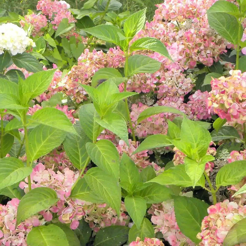 HYDRANGEA macrophylla 'Glyn Church'