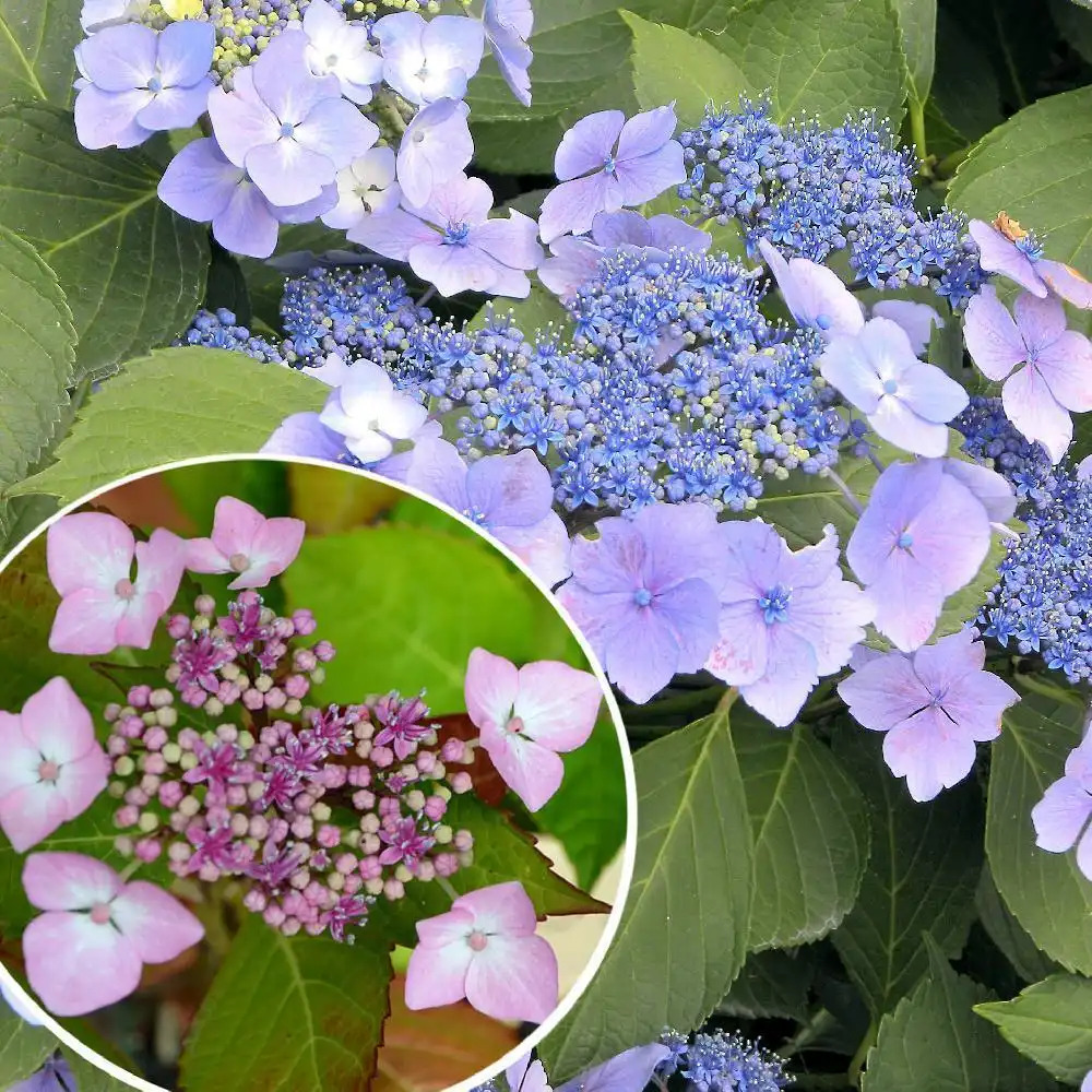 HYDRANGEA macrophylla 'Grant's Choice'