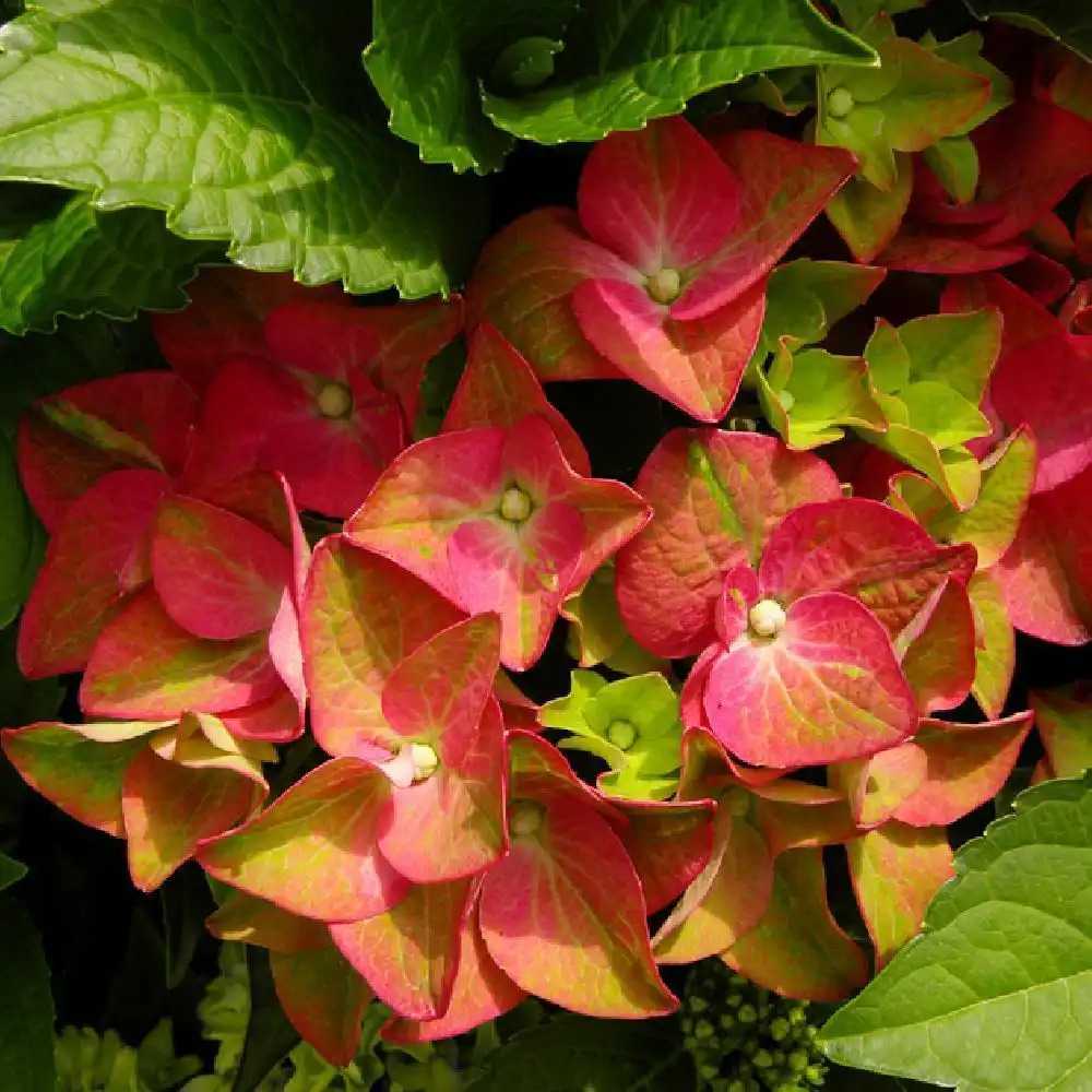 HYDRANGEA macrophylla 'Green Shadow'