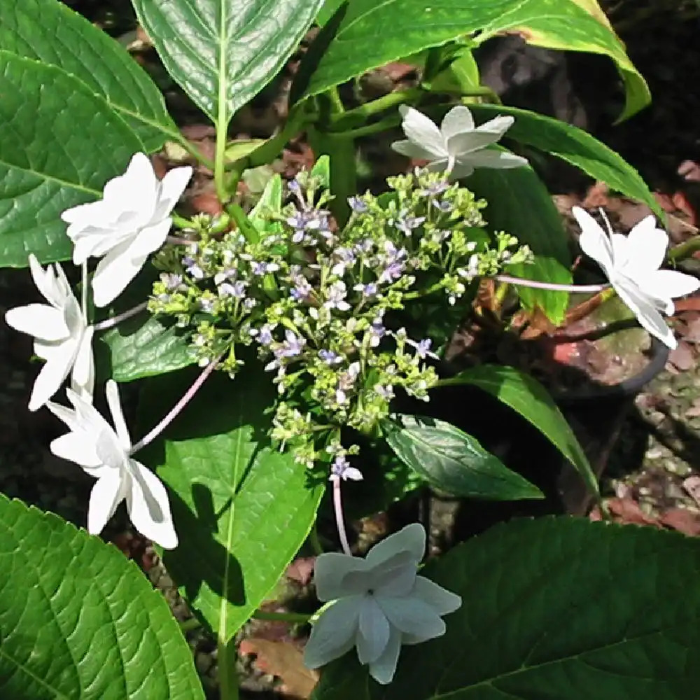 HYDRANGEA macrophylla 'Hanabi'