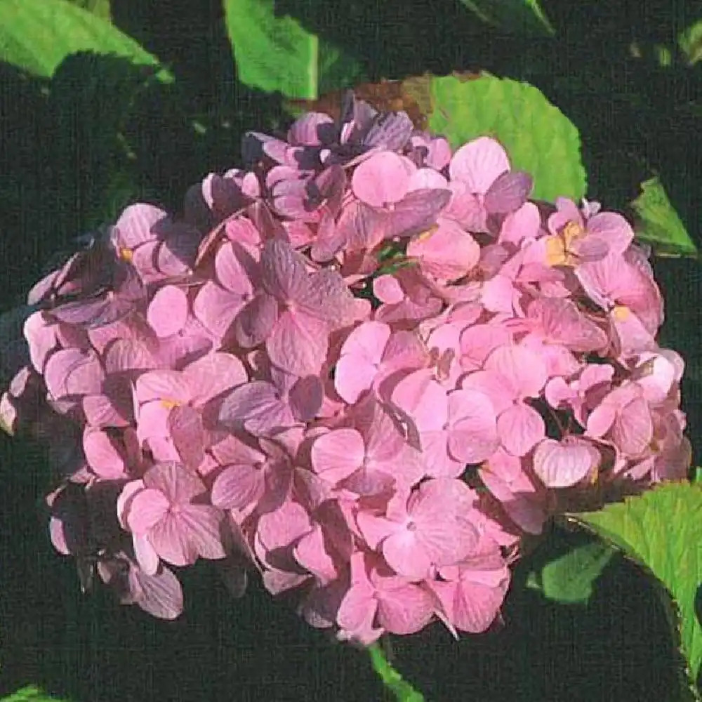 HYDRANGEA macrophylla 'Harry's Pink Topper'