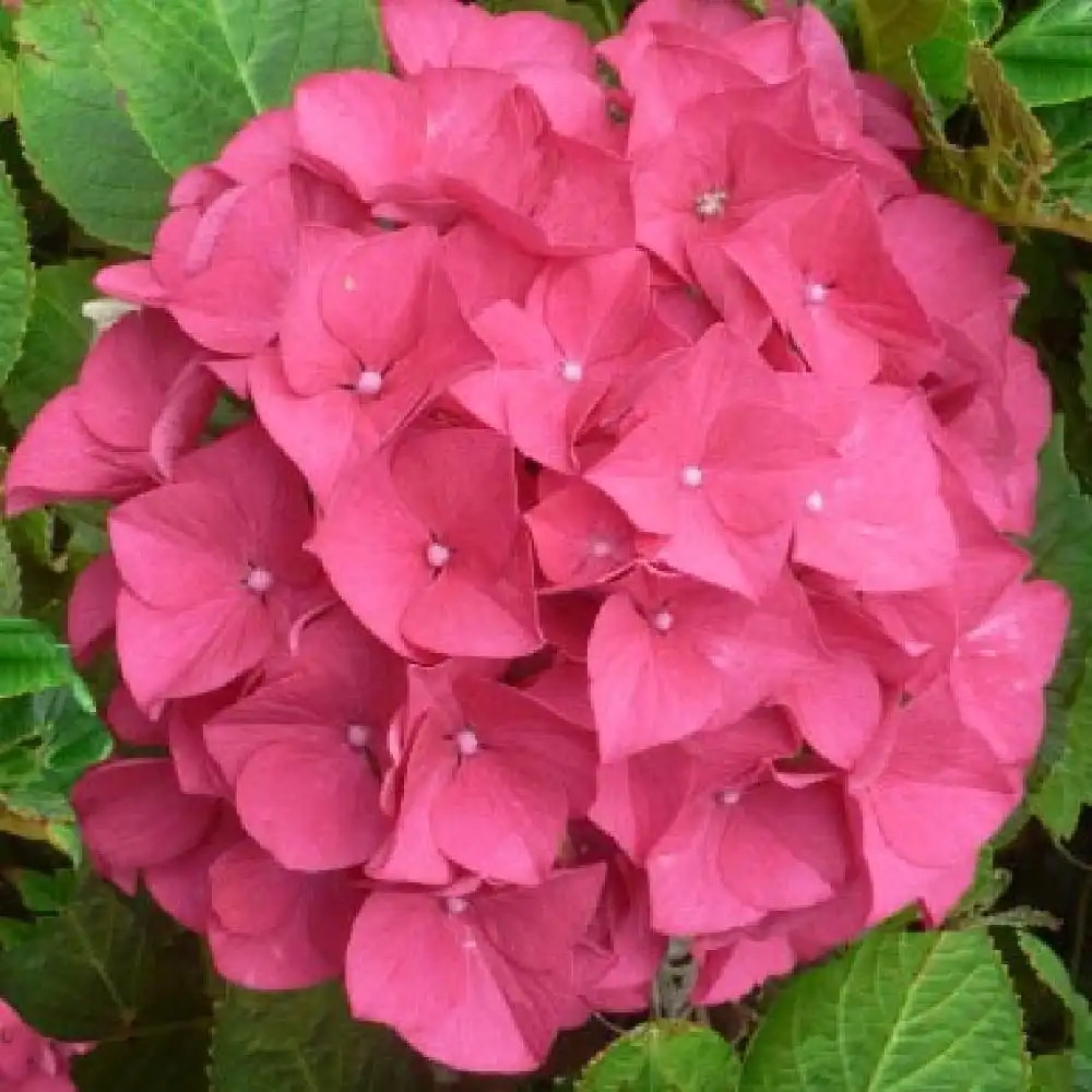 HYDRANGEA macrophylla 'Harry's Red'