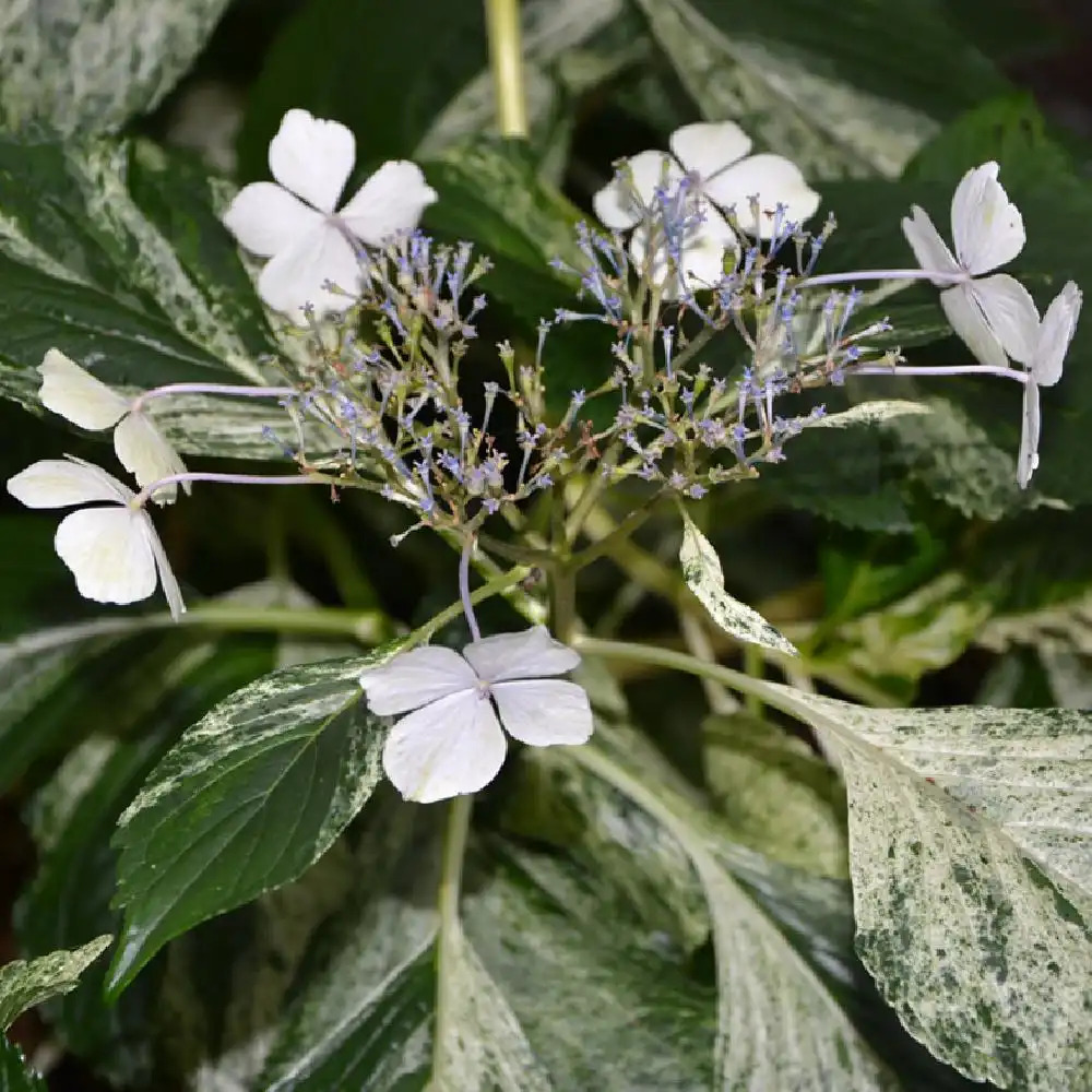 HYDRANGEA macrophylla 'Hatsu-shime'