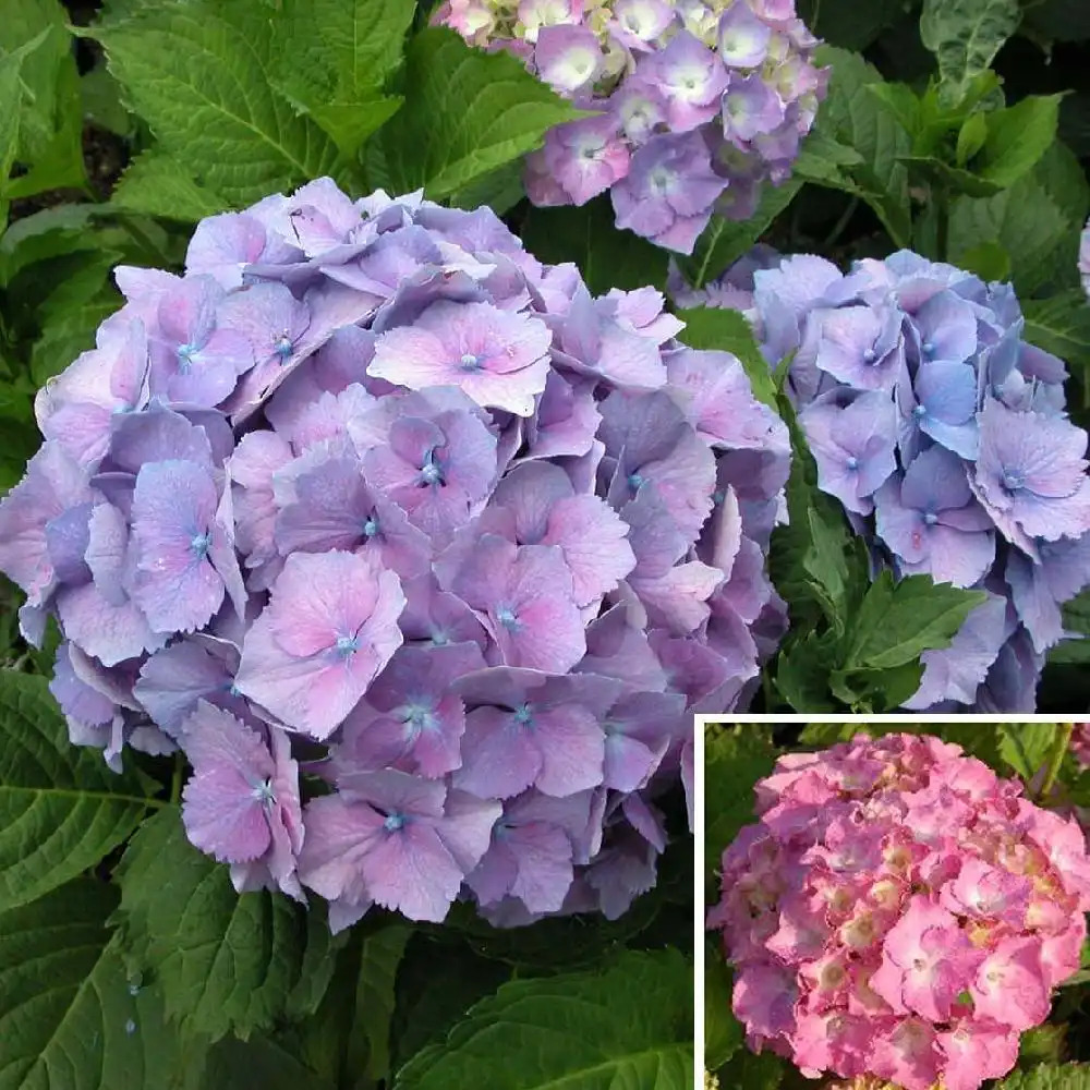 HYDRANGEA macrophylla 'Hamburg'