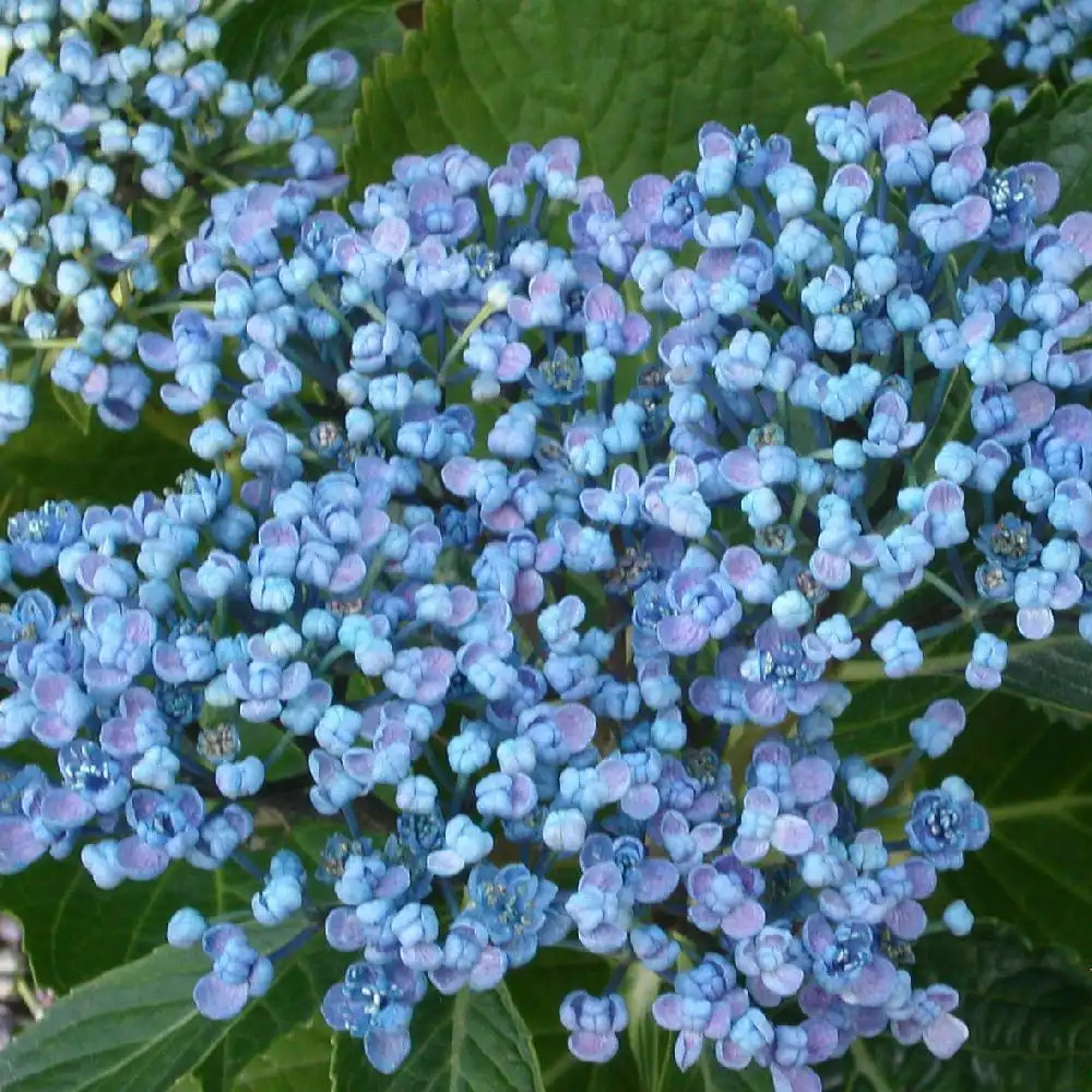 HYDRANGEA macrophylla 'Hercule Poirot'