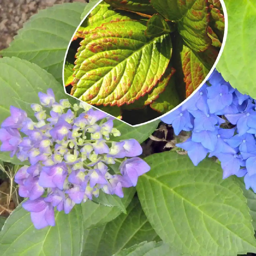 HYDRANGEA macrophylla 'Hobergine'