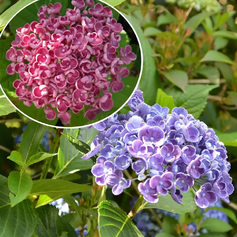 HYDRANGEA macrophylla 'Hopcorn'