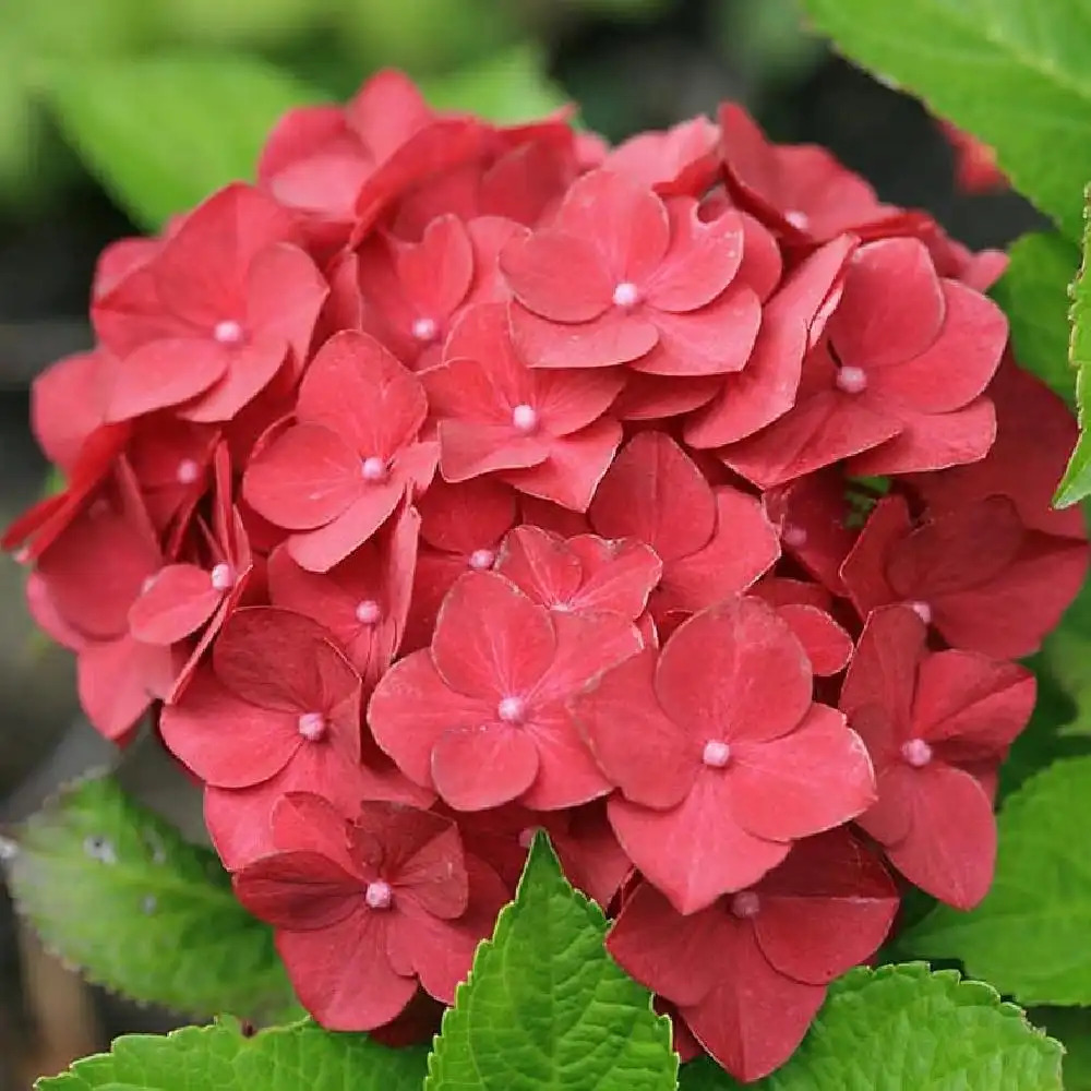 HYDRANGEA macrophylla 'Hot Red'