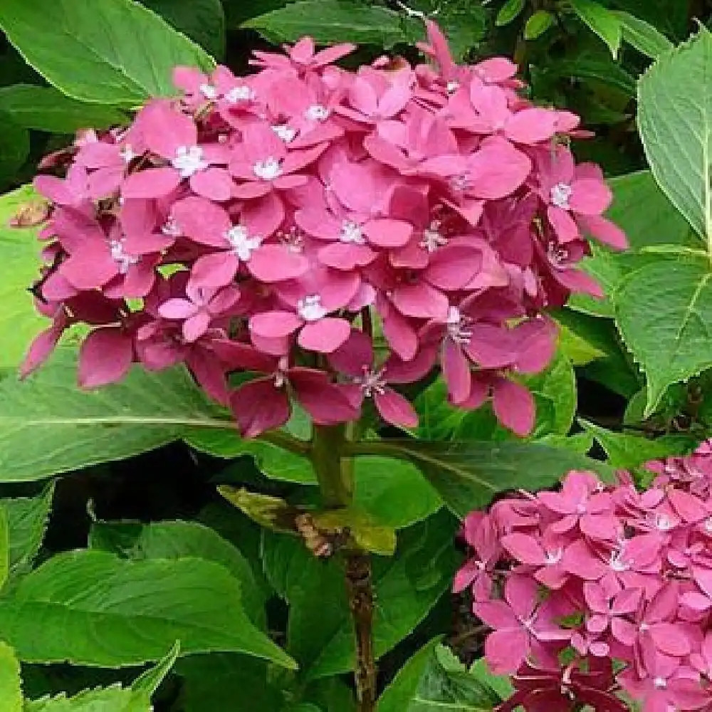 HYDRANGEA macrophylla 'Hörnli'