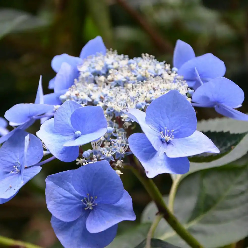 HYDRANGEA macrophylla 'Iowa'