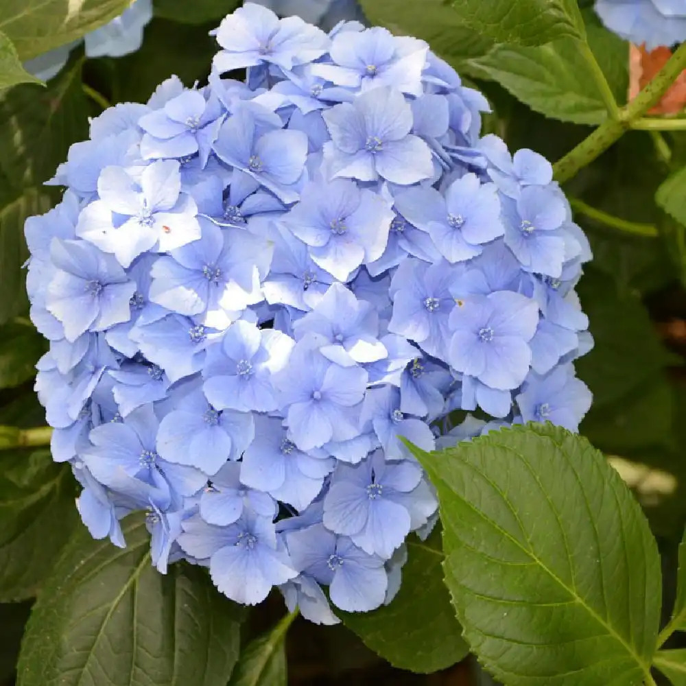 HYDRANGEA macrophylla 'Iris'