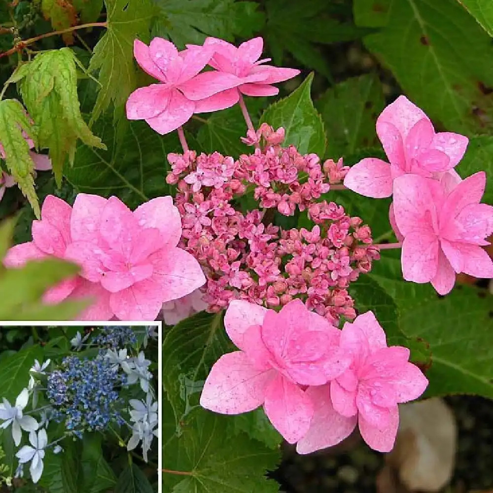 HYDRANGEA macrophylla 'Izu-no-hana'