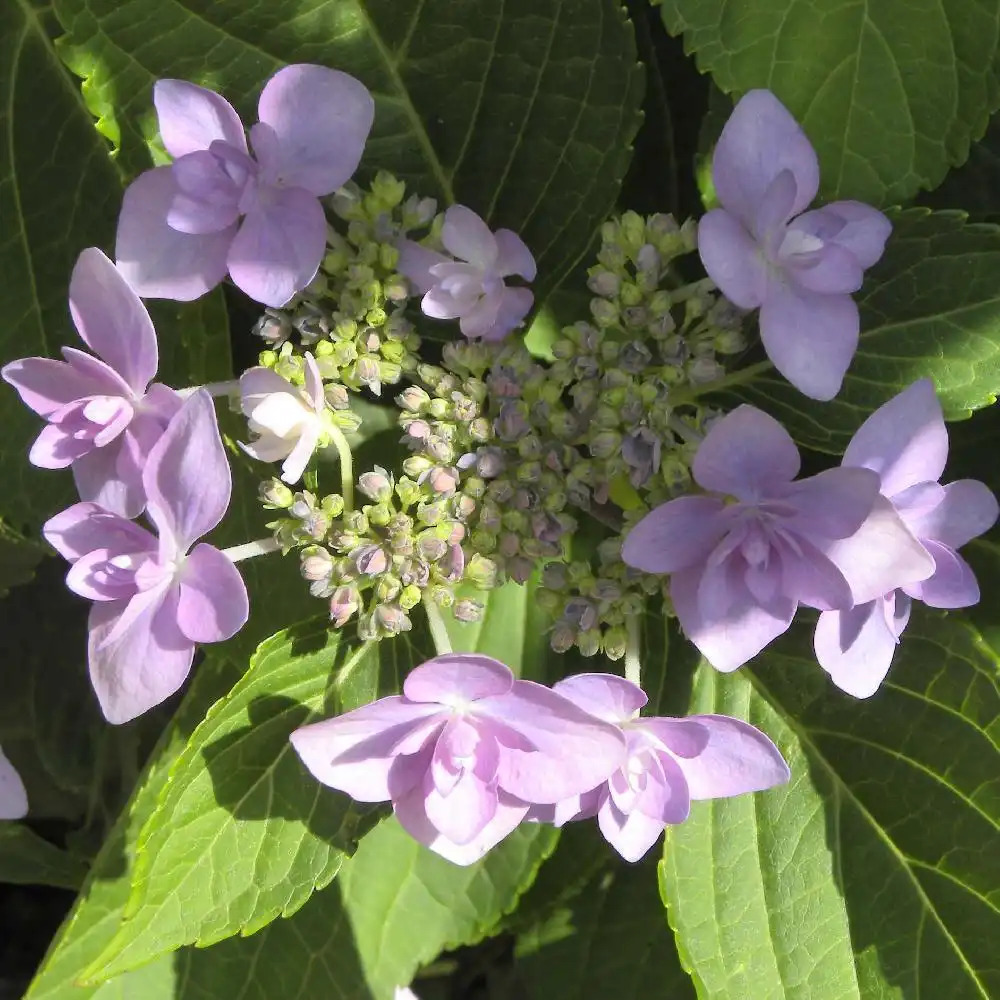 HYDRANGEA macrophylla 'Jogasaki'