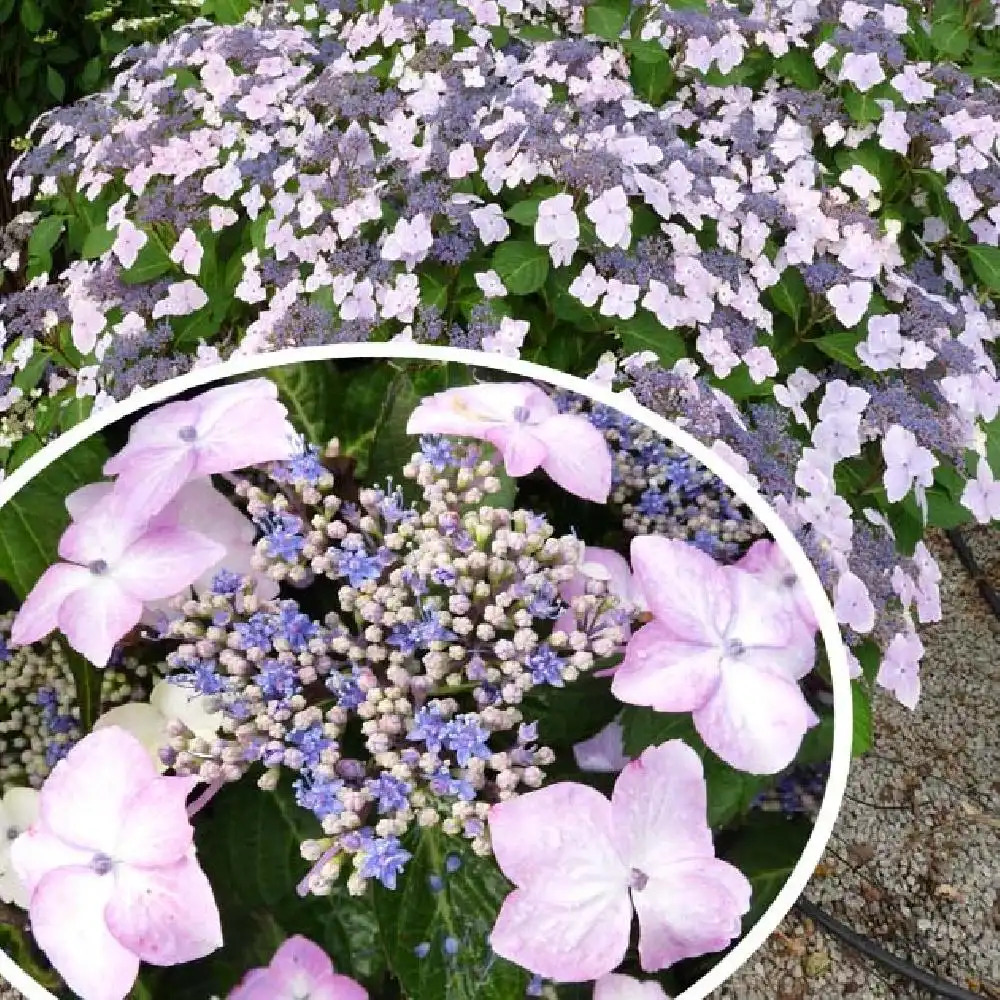 HYDRANGEA macrophylla 'Juno'