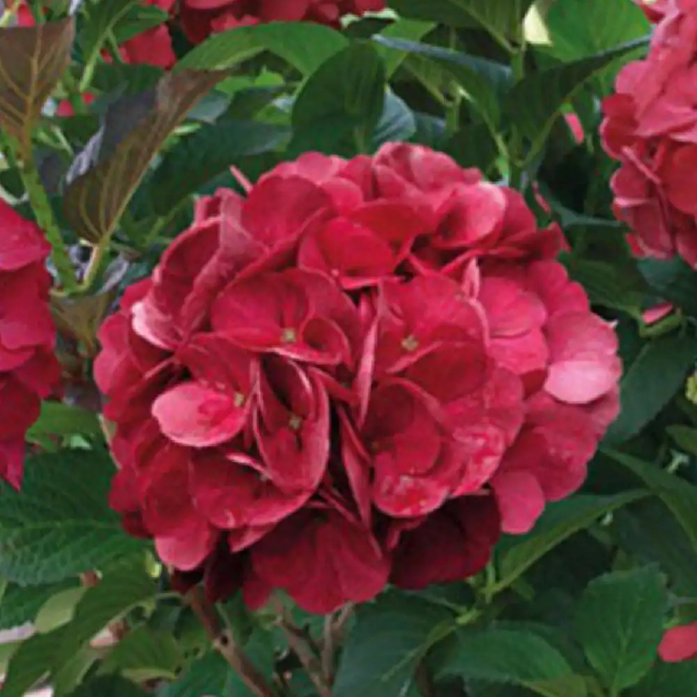 HYDRANGEA macrophylla 'Julisa'