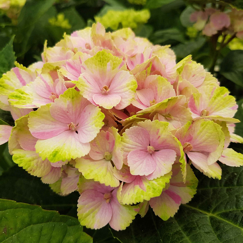 HYDRANGEA macrophylla 'Kalei'Â®