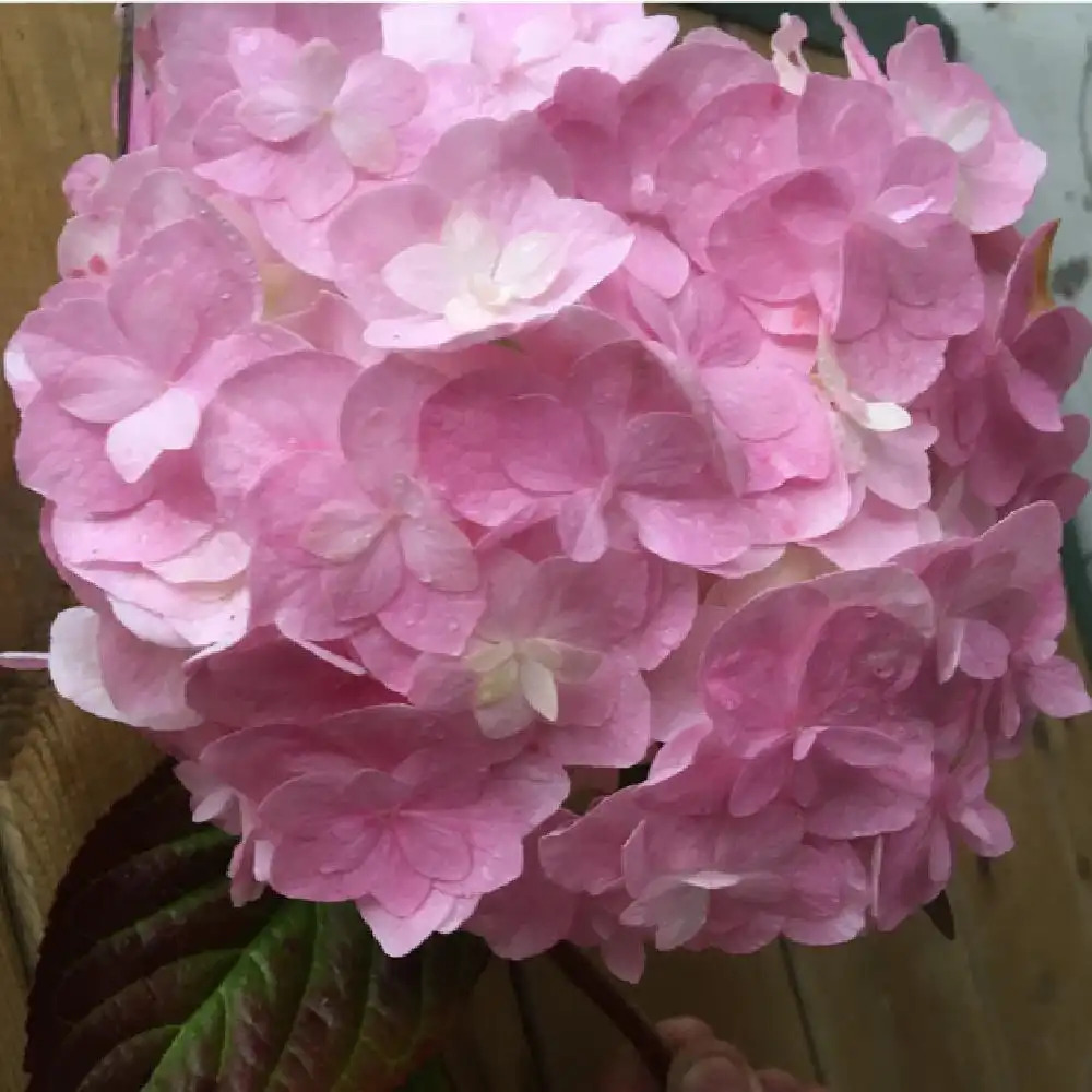 HYDRANGEA macrophylla 'Kazan'