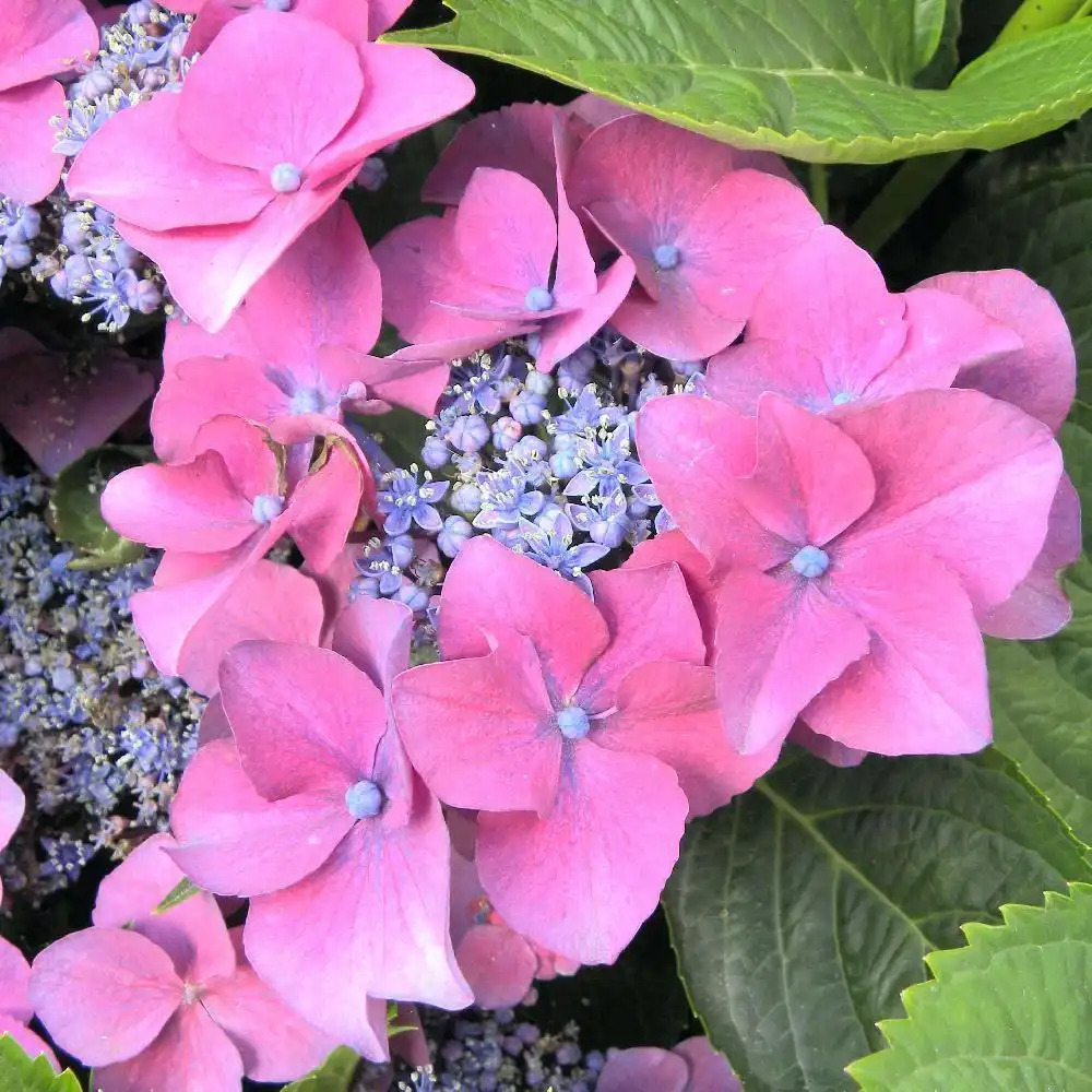 HYDRANGEA macrophylla 'Kardinal'