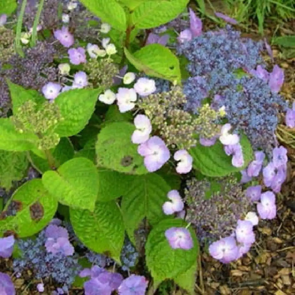 HYDRANGEA macrophylla 'Klaveren'