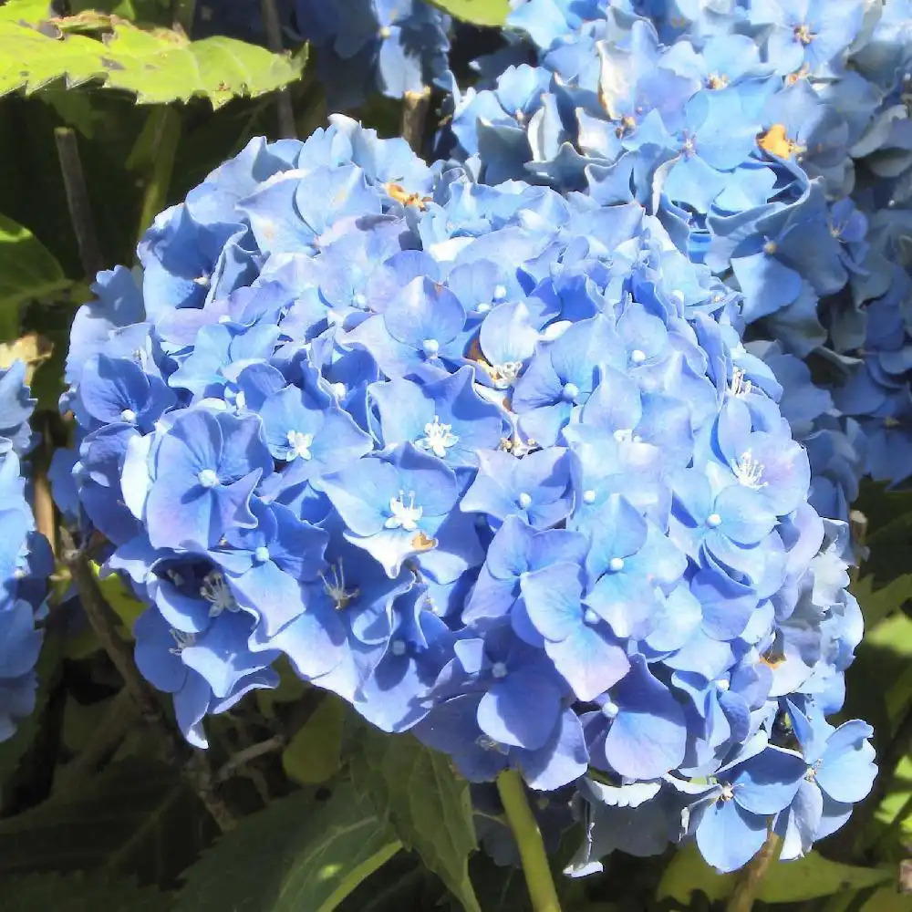 HYDRANGEA macrophylla 'La France'