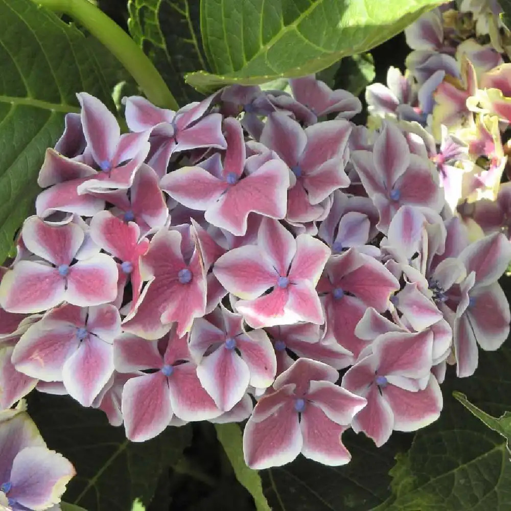 HYDRANGEA macrophylla 'Lady Fujiyo'